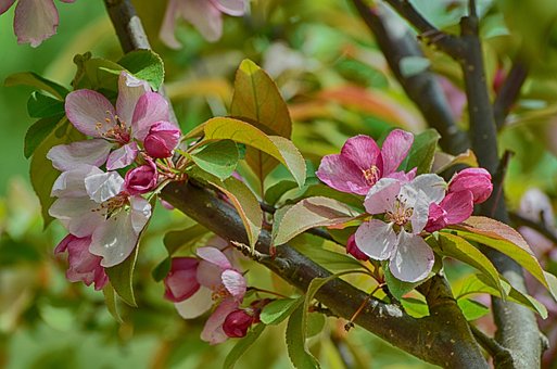 Free Flowers Blooming Apple Flowers photo and picture