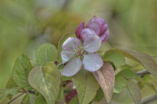 Free Flowers Blooming Apple Flowers photo and picture