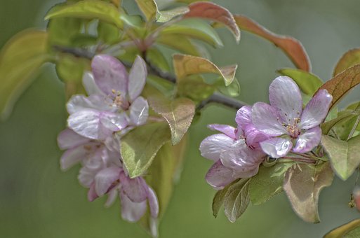 Free Flowers Blooming Apple Flowers photo and picture
