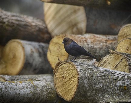 Free Animal Bird photo and picture