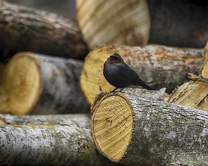 Free Animal Bird photo and picture