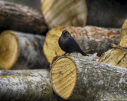 Free Animal Bird photo and picture