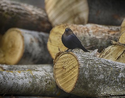 Free Animal Bird photo and picture