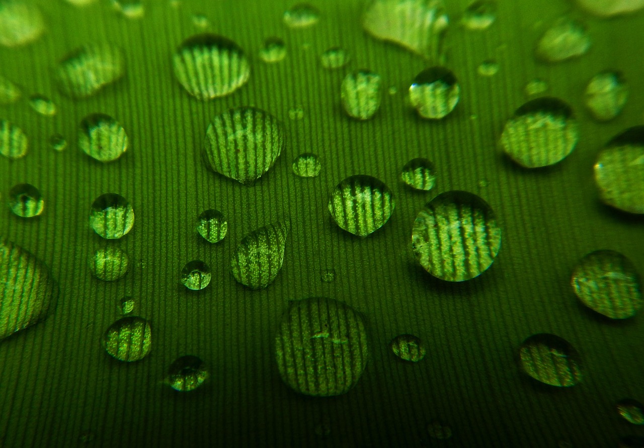 drops, green, leaf, dew, rain, nature, wet, trim, gout, yard, plant, spring, drip