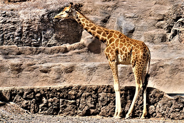 Free Giraffe Animal photo and picture