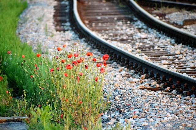 Free Poppys Flower photo and picture