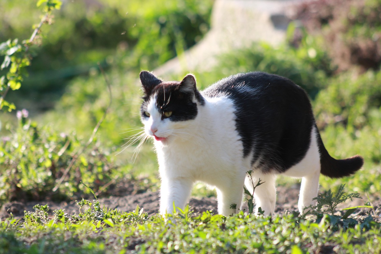 Cat Black And White Animal - Free photo on Pixabay