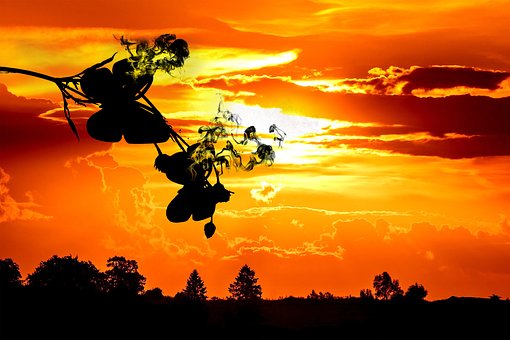 Free Butterfly Sunset photo and picture