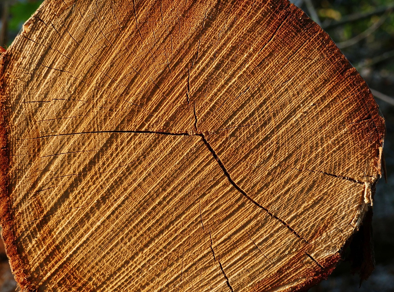 Tree Ring Rings Free photo on Pixabay Pixabay