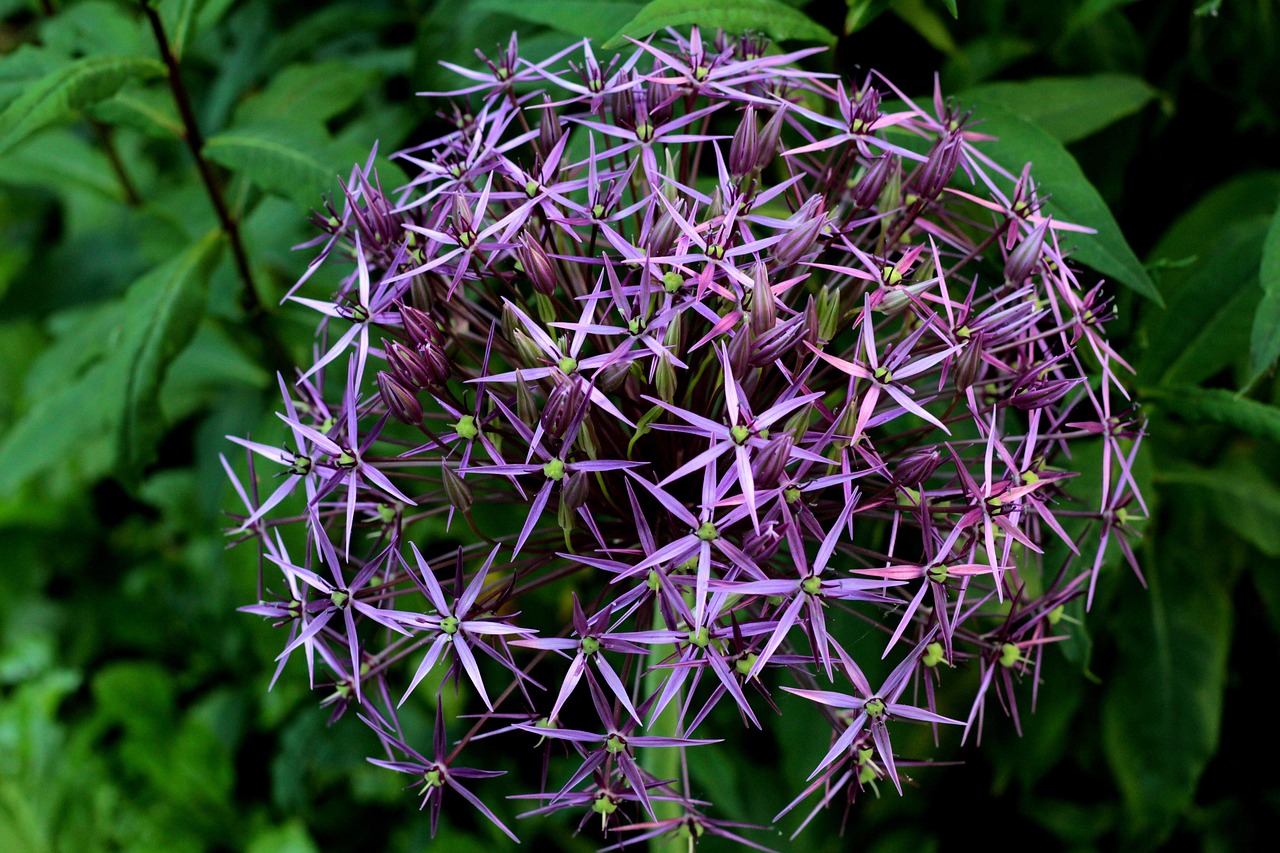Más de 100 imágenes gratis de Asteriscos y Naturaleza - Pixabay