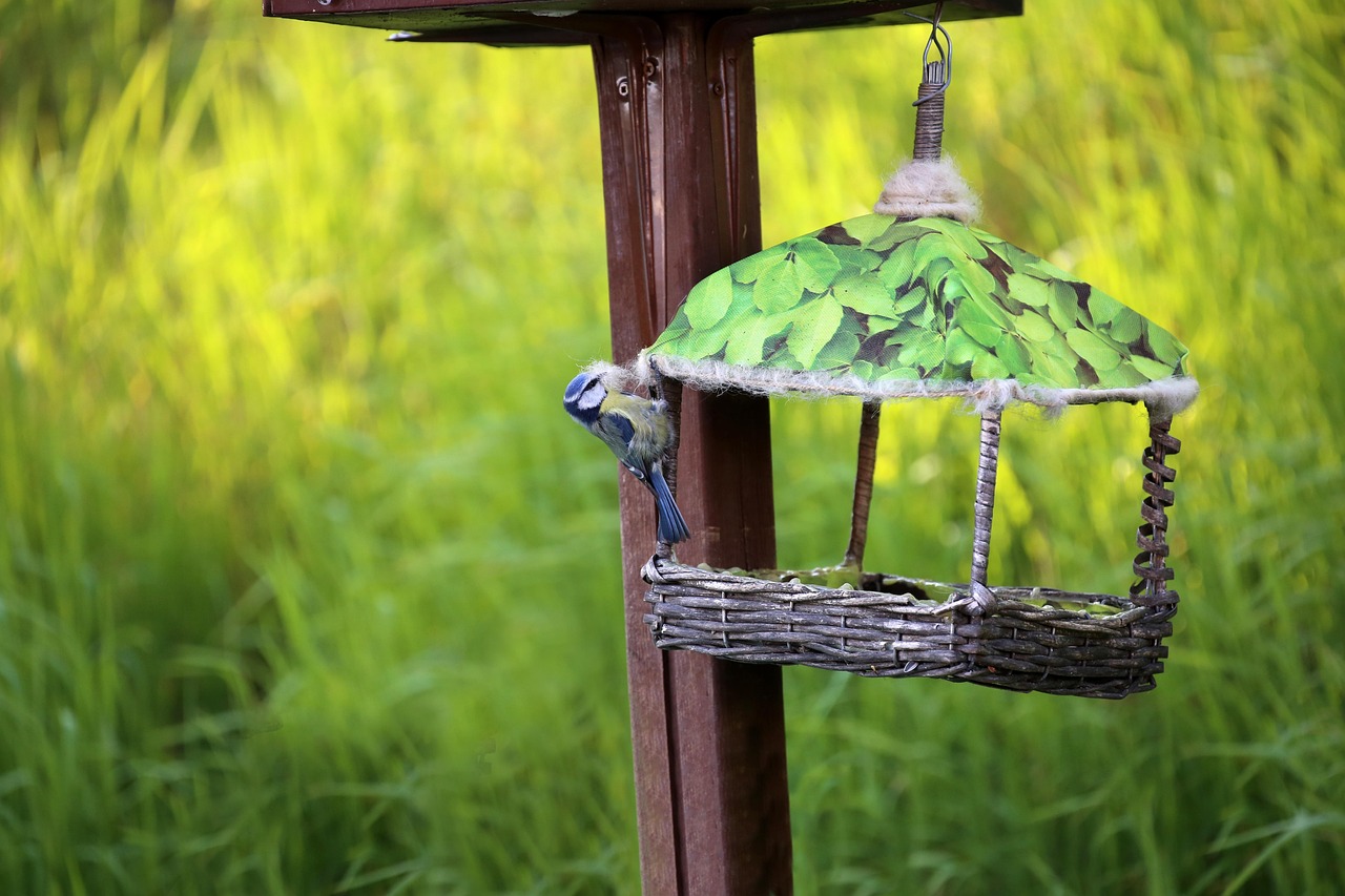 Download free HD stock image of Blue Tit Nesting Material Free Blue Tit Nesting Material photo and picture
