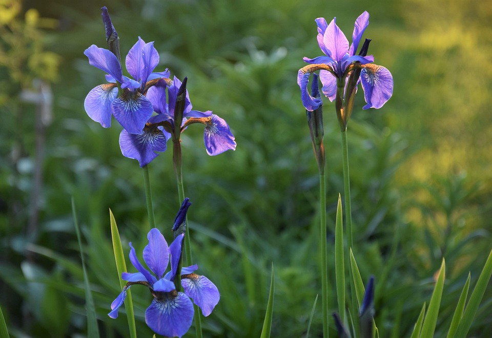 Irissen Tuin Bloem Gratis Foto Op Pixabay irissen-tuin-bloem-gratis-foto-op-pixabay