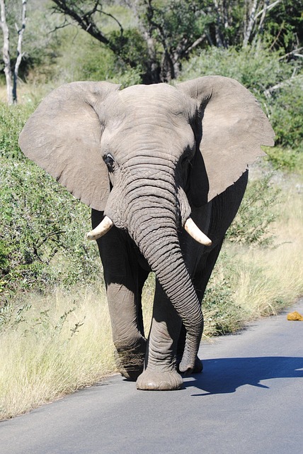 Free Elephant Big5 photo and picture