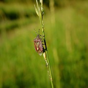 Pluskwiak, Meadow, Nature, Insect