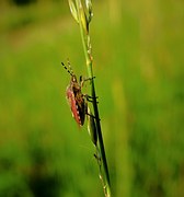 Bugs, Nature, Meadow, Insects