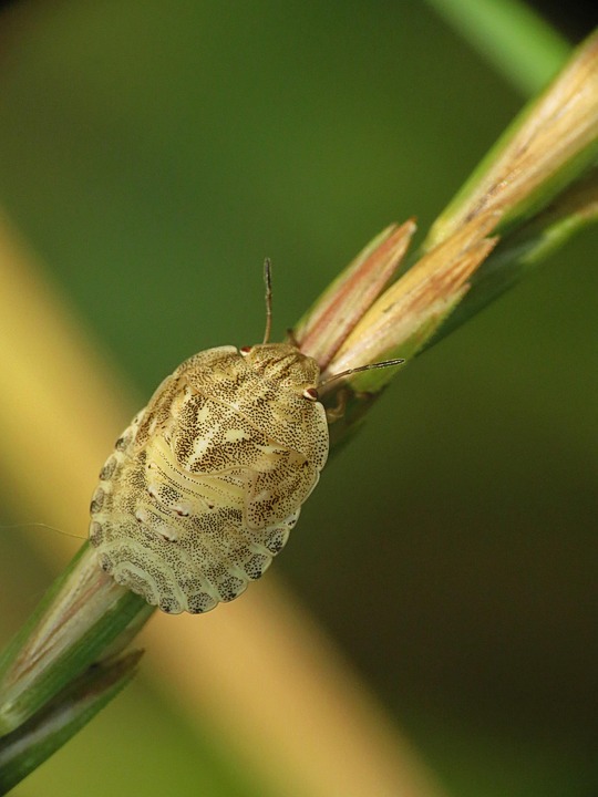 Insect Grasses Nature - Free photo on Pixabay - Pixabay