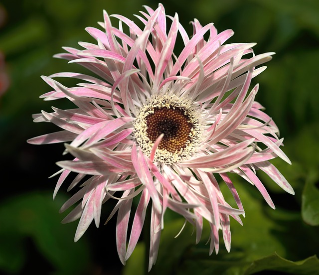 Free Flower Nature photo and picture