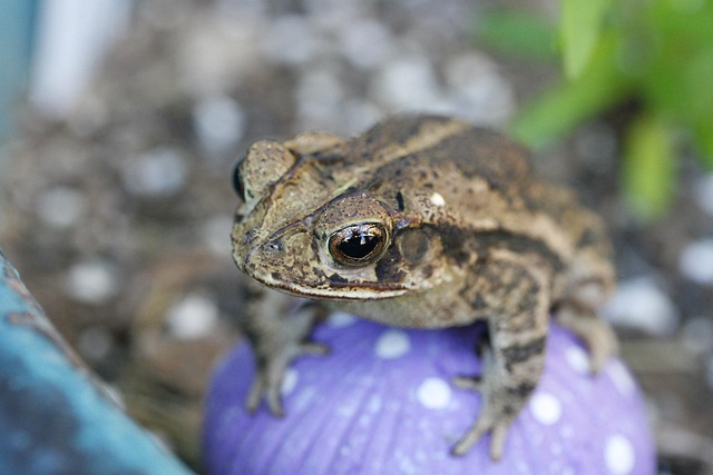 Free Frog Mushroom photo and picture