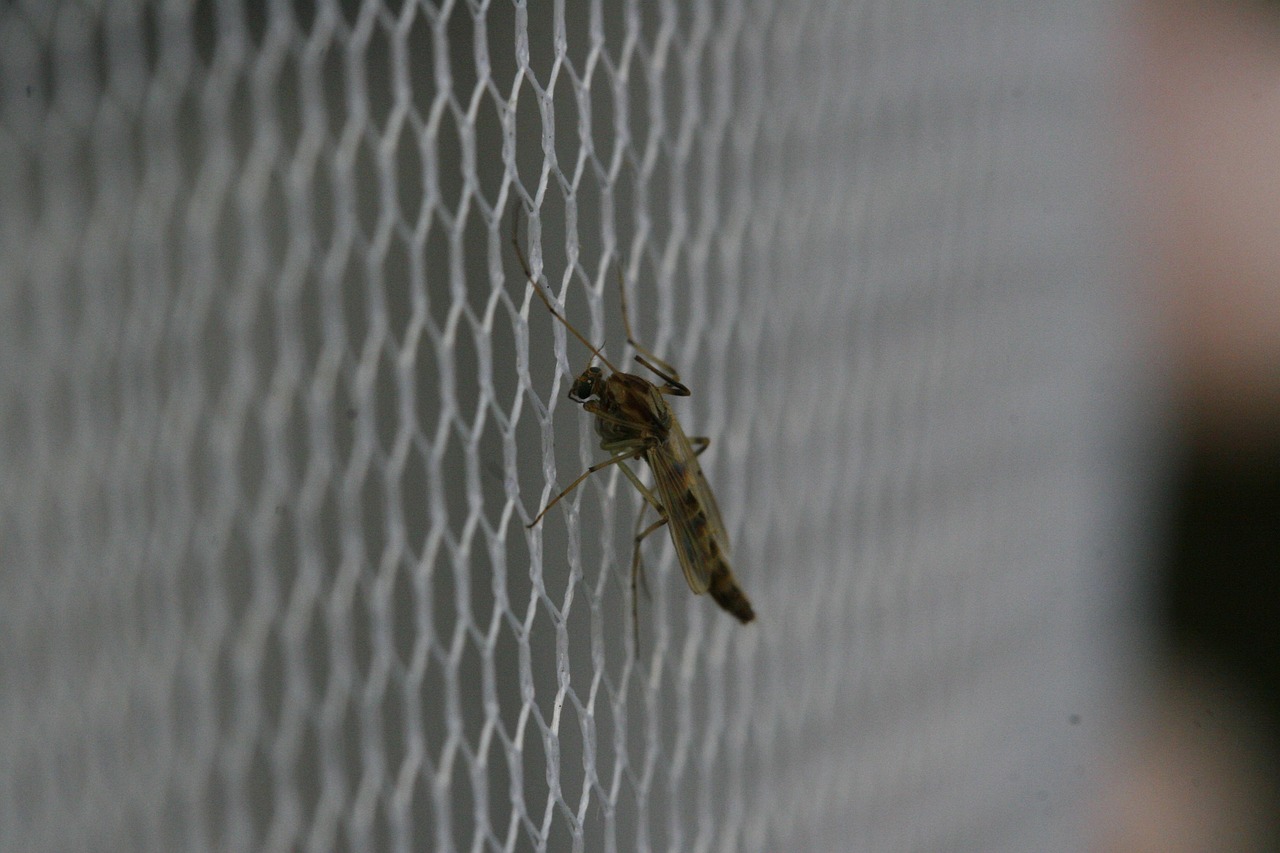 Free Mosquito Bug photo and picture