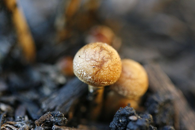 Free Mushroom Macro photo and picture