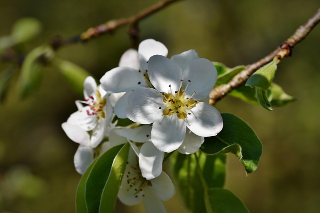 Free Pear Blossom Pear Tree photo and picture