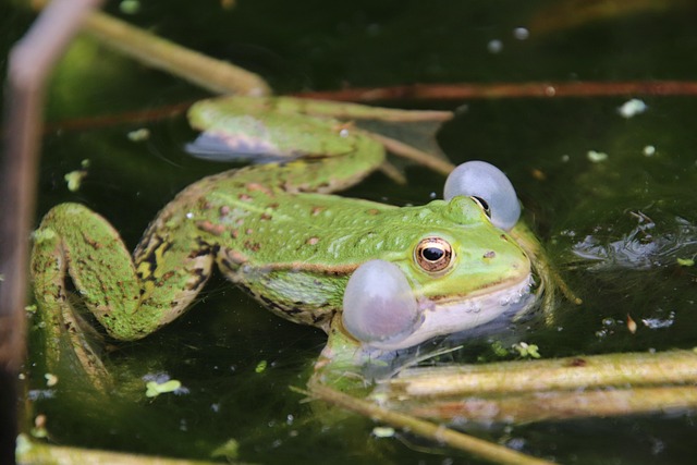 Free Frog Batrachian photo and picture