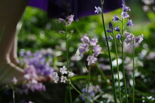 Maj Blomster, Jordens Dag