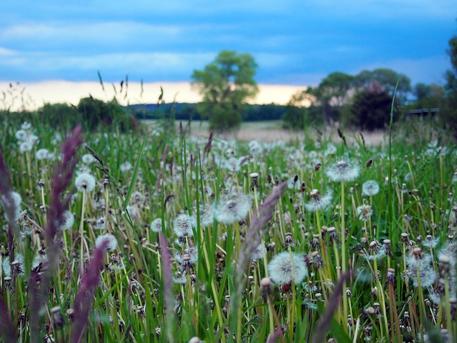 Free Flower Meadow photo and picture
