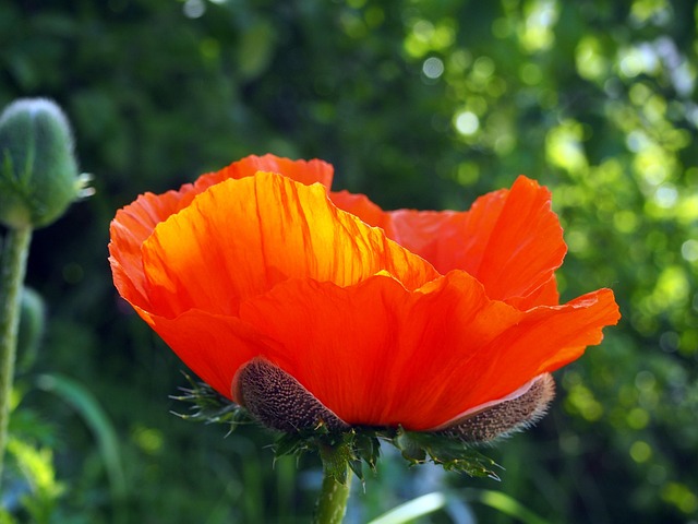Free Poppy Garden photo and picture