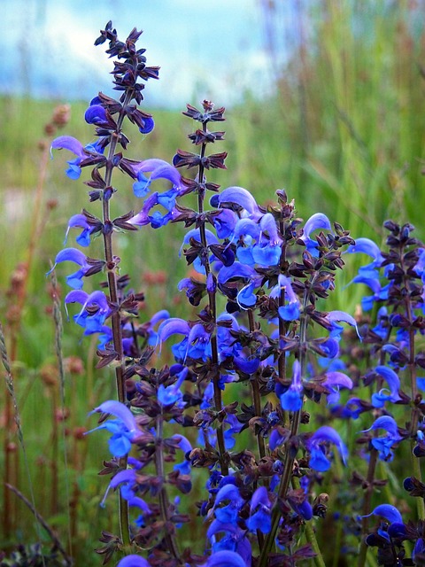 Free Sage White Sage photo and picture