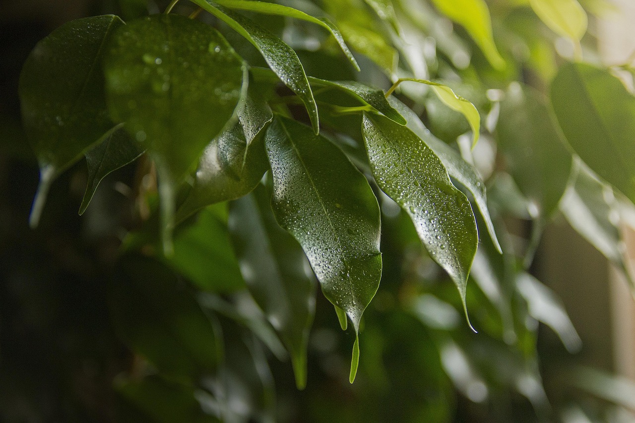 leaves, water, nature, plant, room, wet, foliage, a drop, green, freshness, sheet, ficus