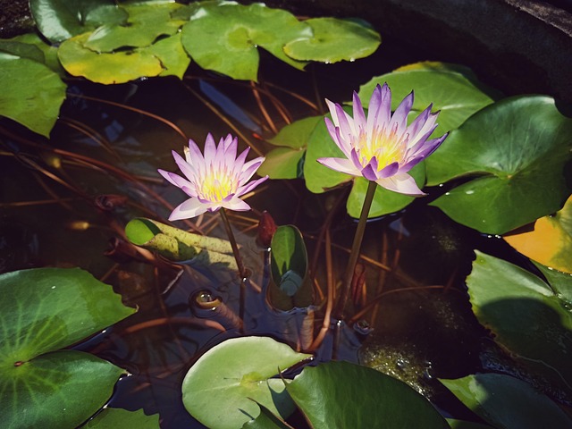 Free Lotus Blossom photo and picture