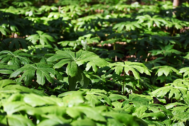 Blätter, Garten, Feder, Natur, Pflanze