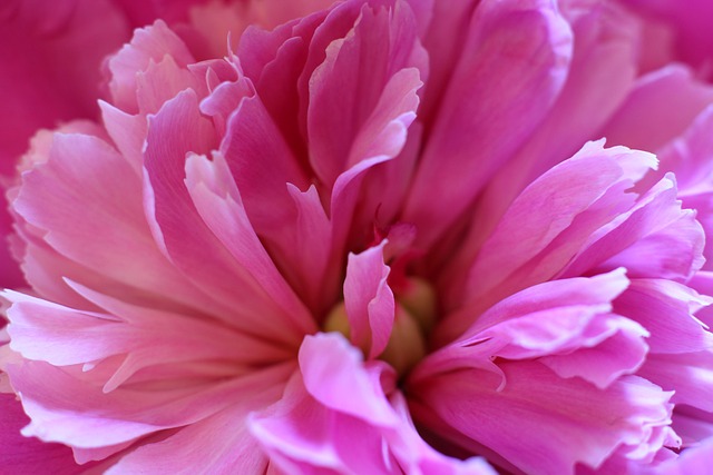 Free Pion Peonies photo and picture