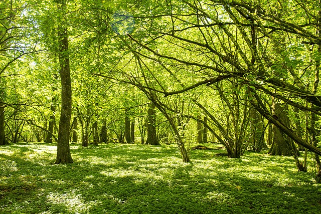 Free Forest Ekar photo and picture