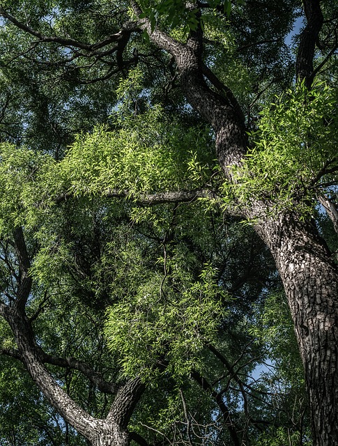 Árboles, Hojas, Sombra, Sol, Cielo