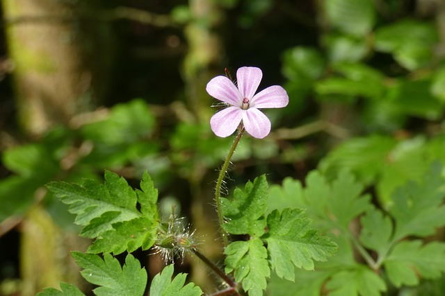 Blume, Grün, Violett, Blumen