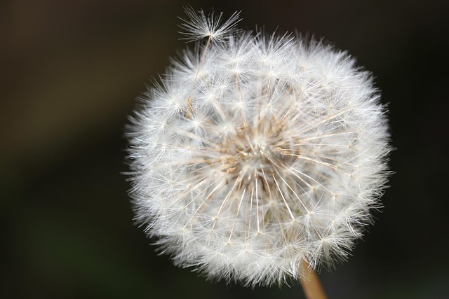 Free Dandelion Nature photo and picture