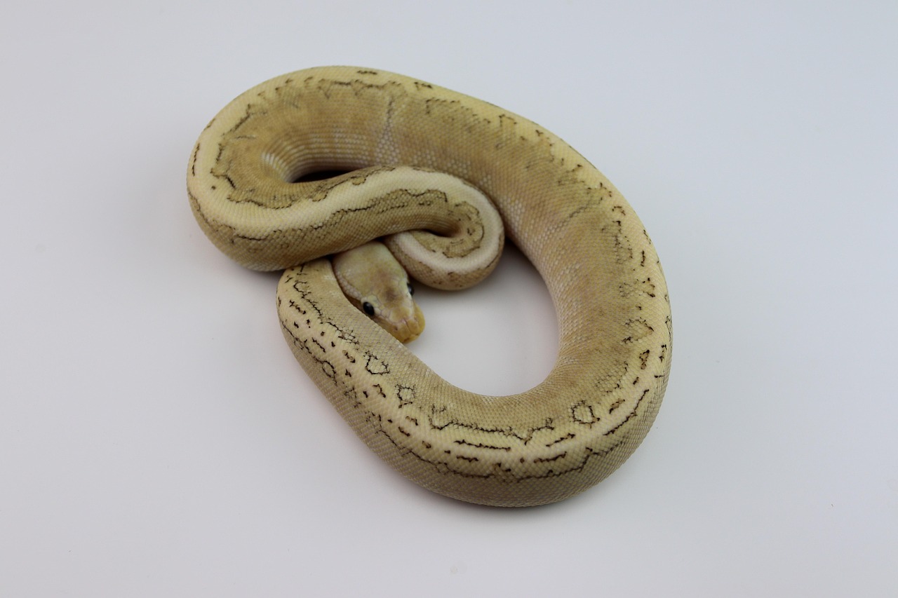 Python Boule Serpent Reptile - Photo gratuite sur Pixabay - Pixabay