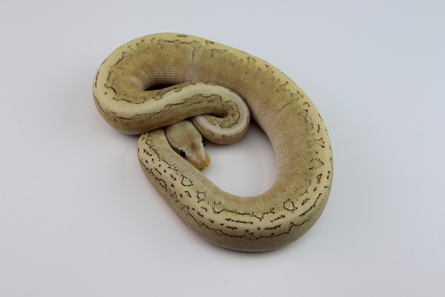Free Ball Python Snake photo and picture