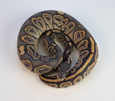 ボールパイソン, ヘビ, 爬虫類, オレンジの夢, 砂漠のゴースト