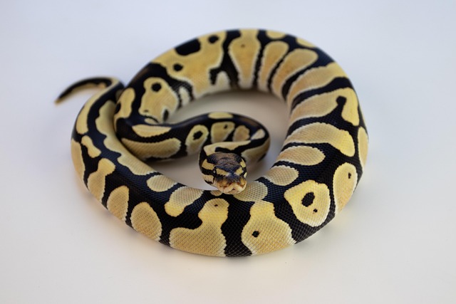 Free Ball Python Snake photo and picture