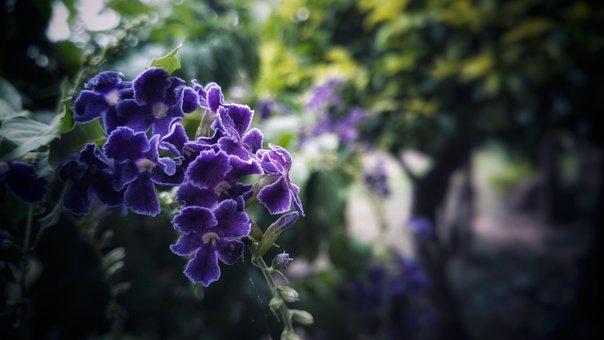 Purper, Bloemen, Bloem Behang