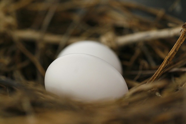 Free Eggs Nest photo and picture