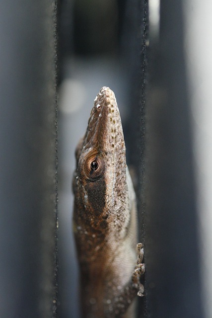 Free Lizard Green Anole photo and picture