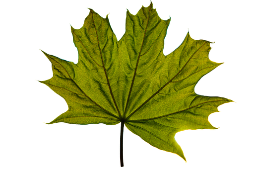 Esdoorn Blad, Esdoorn, Green
