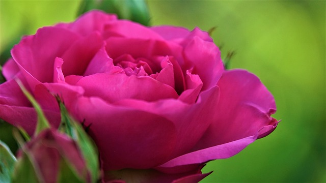 Rose, blossom, bloom and pink — photo by Mylene2401