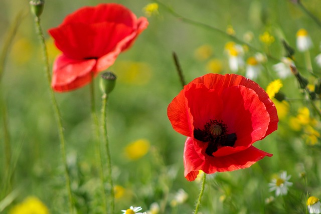Rot, Red Poppy, Blumentapete, Poppy