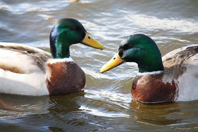 Free Duck Mallard photo and picture