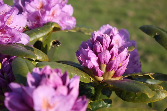 Free Wildlife Insect photo and picture